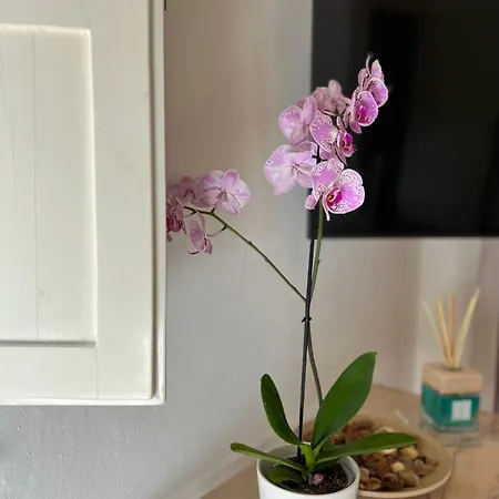 Apartment Angiolina